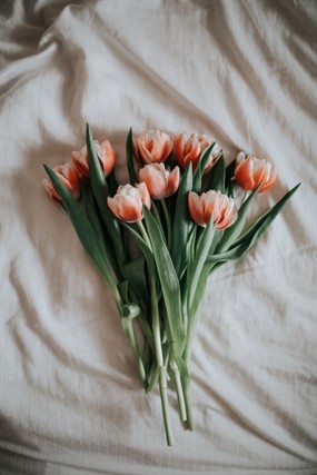 郁金香鲜花花束图片